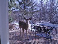 2016022019 Deer in Our South Gardens - Moline IL