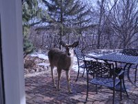 2016022020 Deer in Our South Gardens - Moline IL
