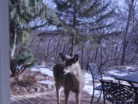 2016022021 Deer in Our South Gardens - Moline IL