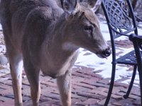 2016022022 Deer in Our South Gardens - Moline IL