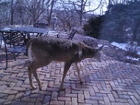 2016022024 Deer in Our South Gardens - Moline IL