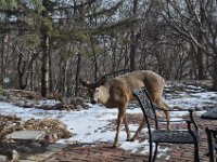 2016022025 Deer in Our South Gardens - Moline IL