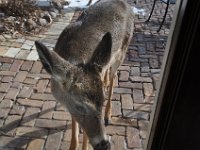 2016022026 Deer in Our South Gardens - Moline IL