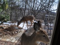 2016022027 Deer in Our South Gardens - Moline IL