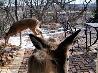 2016022028 Deer in Our South Gardens - Moline IL