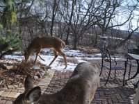 2016022029 Deer in Our South Gardens - Moline IL