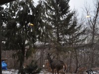 2016022032 Deer in Our South Gardens - Moline IL