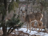2016022034 Deer in Our South Gardens - Moline IL
