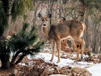 2016022035 Deer in Our South Gardens - Moline IL