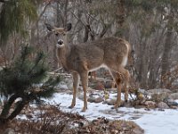 2016 02 02 Deer in Our South Gardens