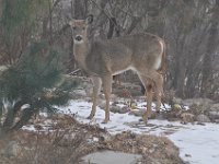 2016022039 Deer in Our South Gardens - Moline IL