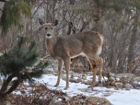 2016022040 Deer in Our South Gardens - Moline IL