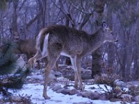 2016022044 Deer in Our South Gardens - Moline IL