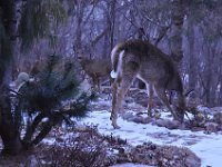 2016022046 Deer in Our South Gardens - Moline IL