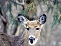 2016022048 Deer in Our South Gardens - Moline IL