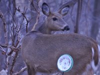2016022049 Deer in Our South Gardens - Moline IL