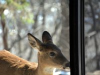 2017031018 Deer in Backyard - Moline IL