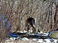 2017031019 Deer in Backyard - Moline IL