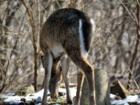 2017031020 Deer in Backyard - Moline IL