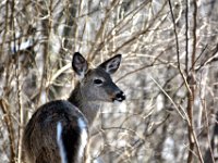 2017031021 Deer in Backyard - Moline IL