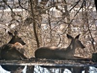 2017031022 Deer in Backyard - Moline IL