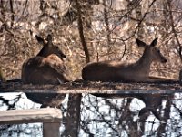 2017031024 Deer in Backyard - Moline IL