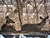 2017031025 Deer in Backyard - Moline IL
