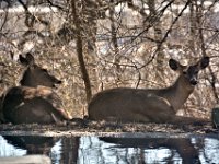 2017031026 Deer in Backyard - Moline IL