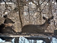2017031027 Deer in Backyard - Moline IL