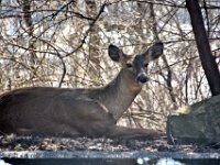 2017031028 Deer in Backyard - Moline IL