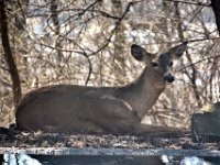 2017031029 Deer in Backyard - Moline IL