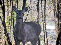 2017044020 Deer in Spring - Moline IL