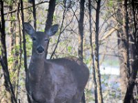 2017044021 Deer in Spring - Moline IL
