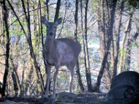 2017044022 Deer in Spring - Moline IL
