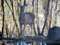 2017044023 Deer in Spring - Moline IL