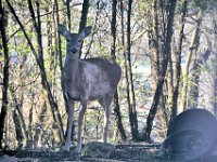 2017044024 Deer in Spring - Moline IL