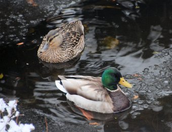 2018 04 03 Ducks in the Pond