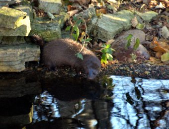 2019 11 05 Ferret or Mink at our Pond - Moline IL Nov 7