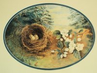 1880015005a 4x6 Nora Helen Bird Nest Painting