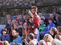 2013098633 Falcon Exhibition - Han Belgium - Sept 28