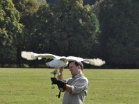 2013098661 Falcon Exhibition - Han Belgium - Sept 28