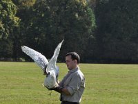 2013098662 Falcon Exhibition - Han Belgium - Sept 28