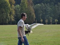 2013098665 Falcon Exhibition - Han Belgium - Sept 28