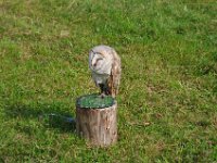 2013098667 Falcon Exhibition - Han Belgium - Sept 28