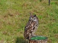 2013098668 Falcon Exhibition - Han Belgium - Sept 28