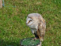 2013098672 Falcon Exhibition - Han Belgium - Sept 28