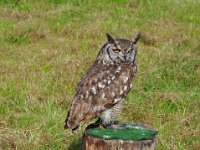 2013098674 Falcon Exhibition - Han Belgium - Sept 28