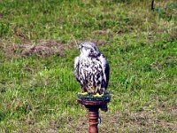 2013098692 Falcon Exhibition - Han Belgium - Sept 28