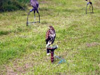 2013098694 Falcon Exhibition - Han Belgium - Sept 28