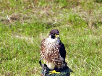 2013098695 Falcon Exhibition - Han Belgium - Sept 28